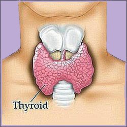 Thyroid